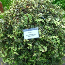 Львовский ботанический сад