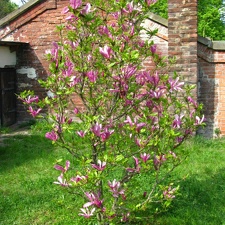 Львовский ботанический сад