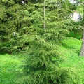 Львовский ботанический сад