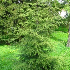 Львовский ботанический сад