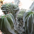 marocco 116