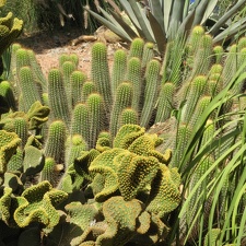 marocco 122