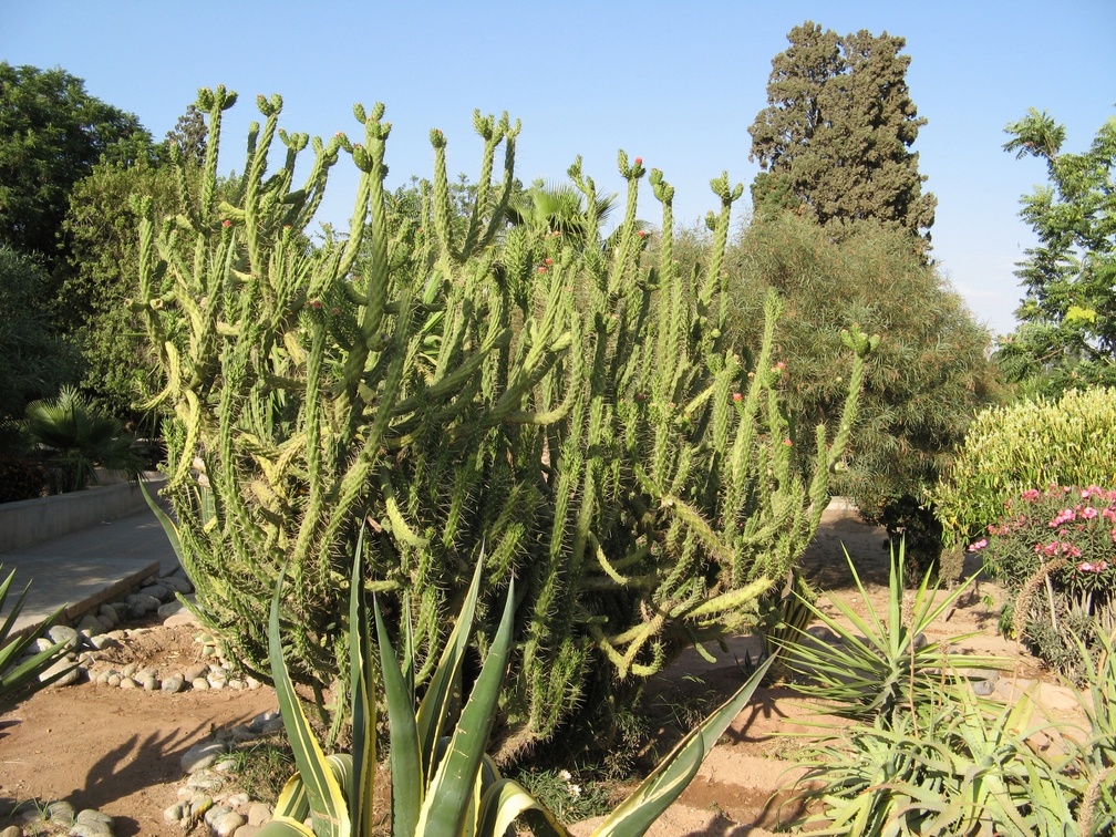 marocco 140