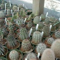 11-11-Echinocereus