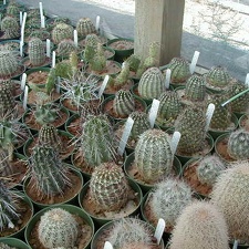 11-11-Echinocereus