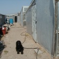 12-our dog Koko