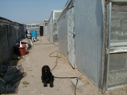 12-our dog Koko