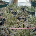 15-Euphorbias.JPG
