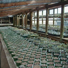 22-7-Lithops