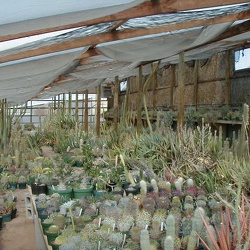 Питомник Меса Гарден (Белен, США) 2007