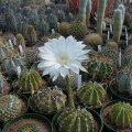 27-5-Echinopsis