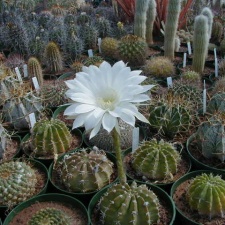 27-5-Echinopsis