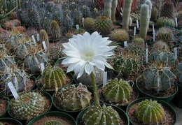 27-5-Echinopsis