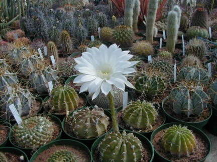 27-5-Echinopsis