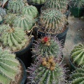 29-5 Ferocactus