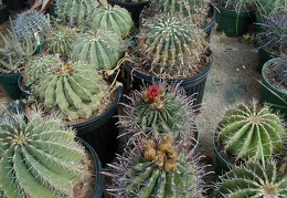 29-5 Ferocactus