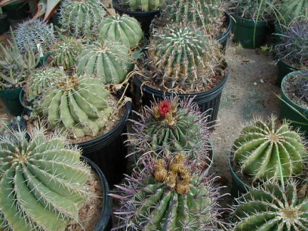 29-5 Ferocactus