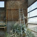 30-5 pollination aid