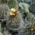 34-6 flower