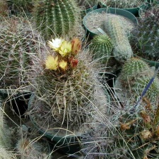 34-6 flower