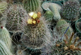 34-6 flower