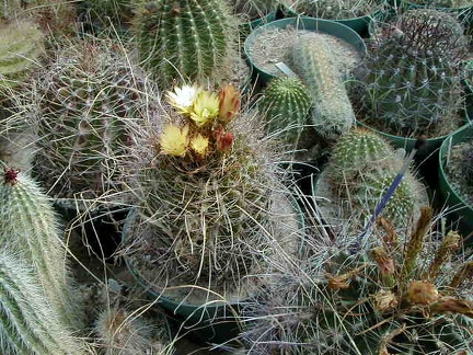 34-6 flower
