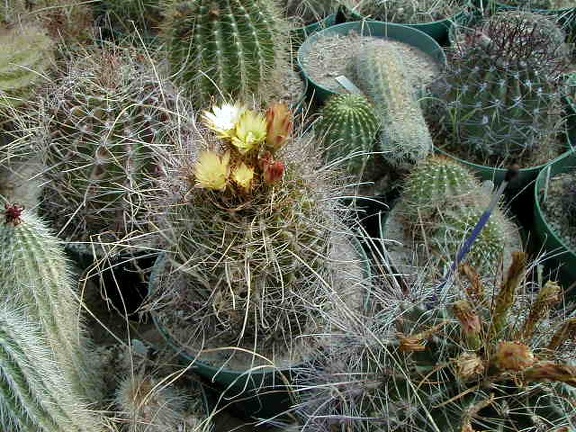 34-6 flower