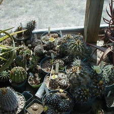 43-9 Copiapoa