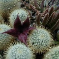 44-9 Mm cowperiae