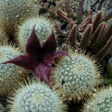 44-9 Mm cowperiae