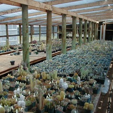 46-8 seedlings