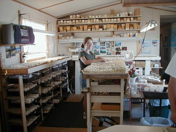 57-seed packet trays