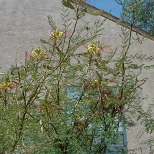 Питомник Меса Гарден (Белен, США)