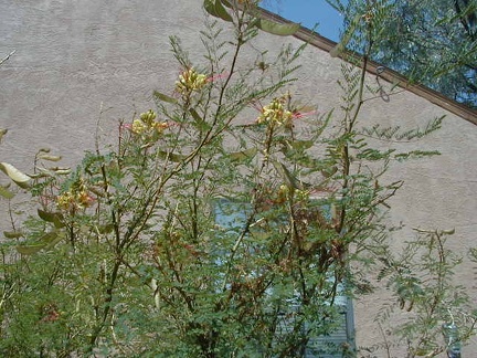 Питомник Меса Гарден (Белен, США)