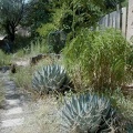 61-Agaves.JPG