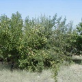 Питомник Меса Гарден (Белен, США)
