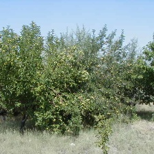 Питомник Меса Гарден (Белен, США)
