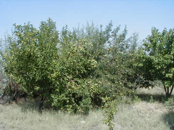 Питомник Меса Гарден (Белен, США)