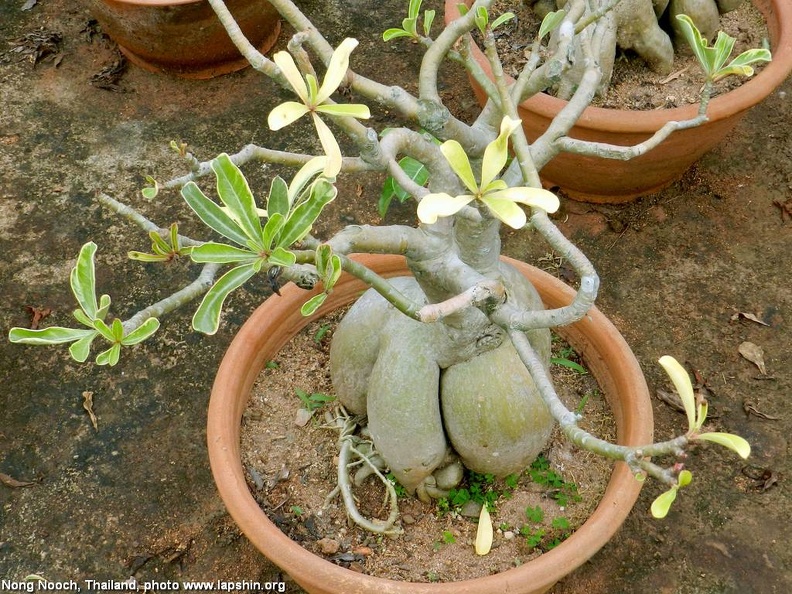 Adenium-obesum-variegata.jpg