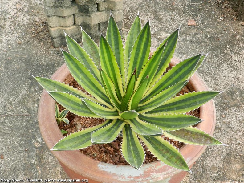 Agave-lopantha-variegata.jpg