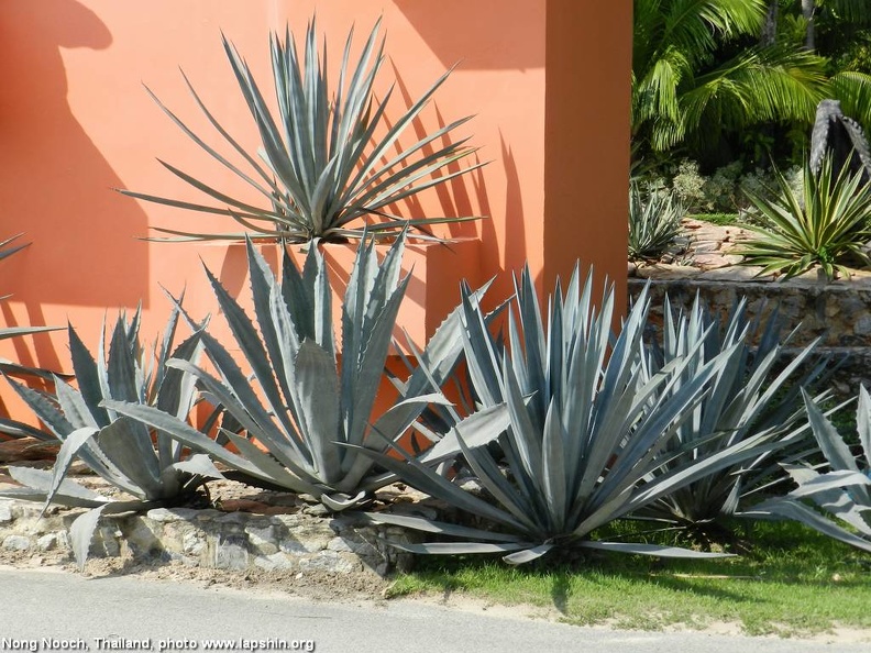 Agave.jpg