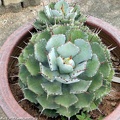 Agave-potatorum.jpg