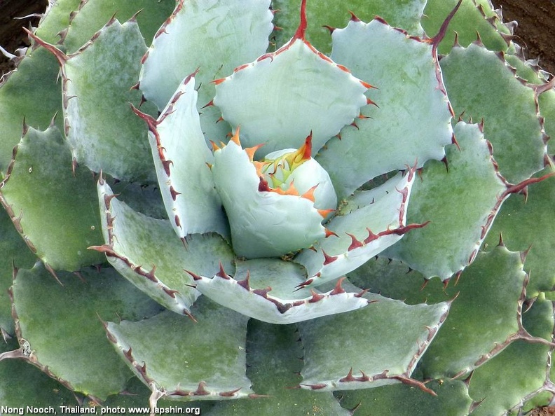Agave-potatorum1.jpg