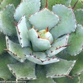 Agave-potatorum1.jpg