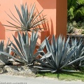 Agave.jpg