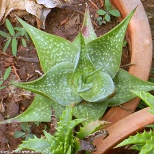 Aloe deltoideodonta