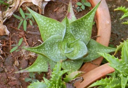 Aloe deltoideodonta