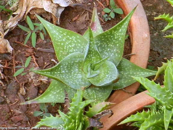 Aloe deltoideodonta