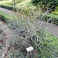 Euphorbia kamponii