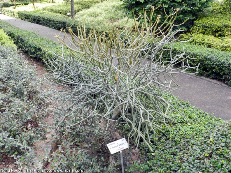 Euphorbia_kamponii.jpg